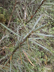 Pseudopanax linearis