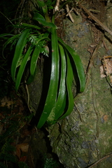 Antrophyum novae-caledoniae