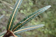 Pseudopanax linearis