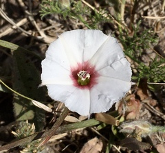 Convolvulus laciniatus