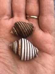 Opeatostoma pseudodon