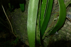 Antrophyum novae-caledoniae