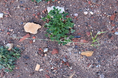 Lolium multiflorum