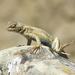 Common Sagebrush Lizard - Photo (c) Franco Folini, some rights reserved (CC BY)