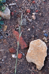 Lolium multiflorum