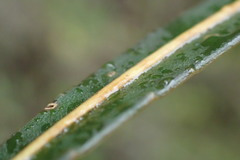 Pseudopanax linearis
