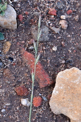 Lolium multiflorum