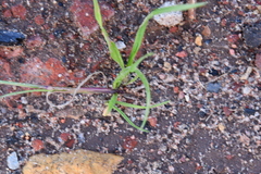 Lolium multiflorum