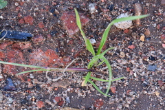 Lolium multiflorum