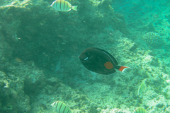 Acanthurus achilles