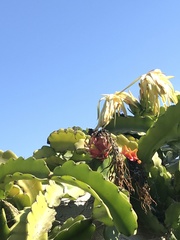 Selenicereus undatus