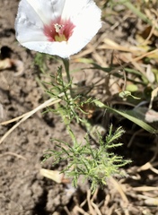 Convolvulus laciniatus