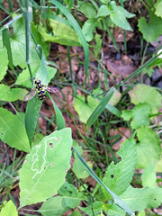 Xanthogramma pedissequum