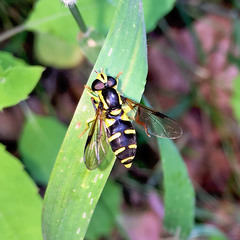 Xanthogramma pedissequum