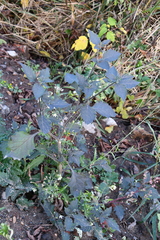 Solanum nigrum