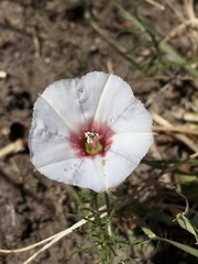Convolvulus laciniatus