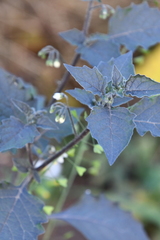 Solanum nigrum