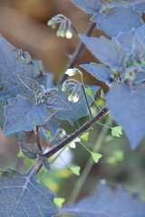 Solanum nigrum