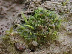 Anthoceros agrestis