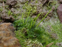 Anthoceros agrestis