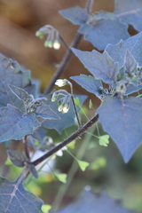 Solanum nigrum