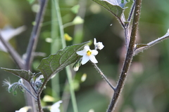 Solanum nigrum