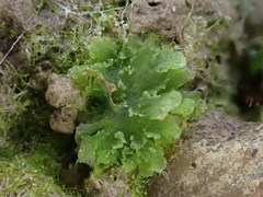 Anthoceros agrestis
