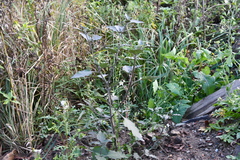 Solanum nigrum