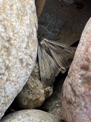 Tathorhynchus exsiccata