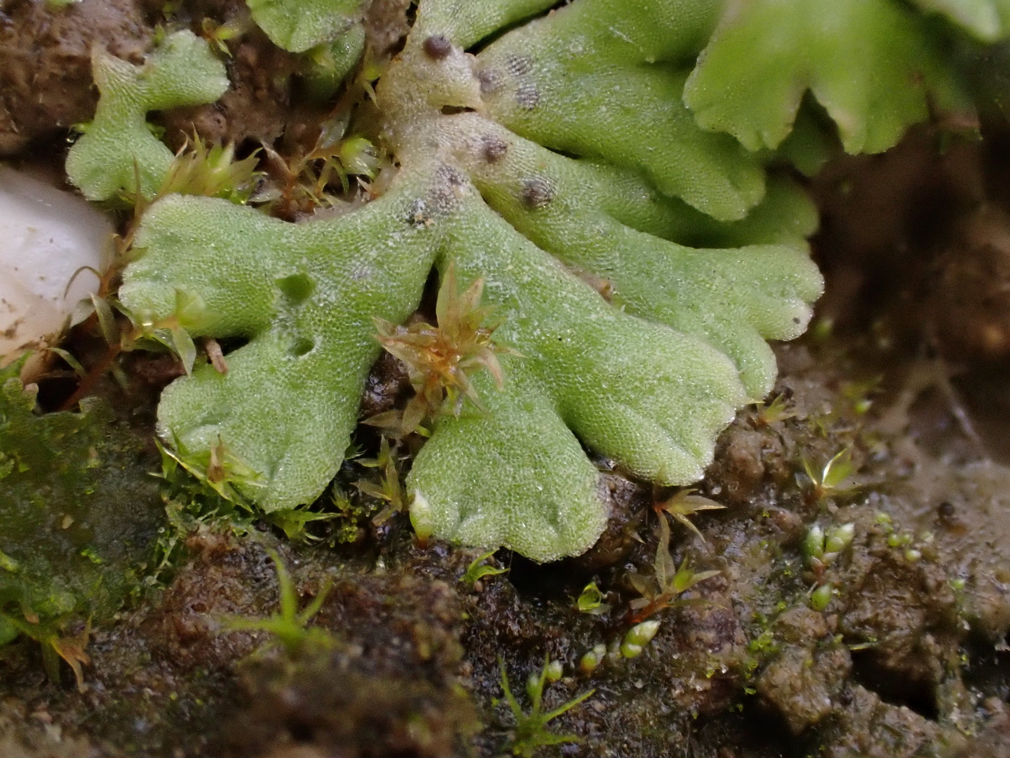 Riccia