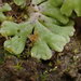 Riccia - Photo (c) Stefan Gey,  זכויות יוצרים חלקיות (CC BY-NC), הועלה על ידי Stefan Gey