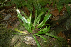 Antrophyum novae-caledoniae