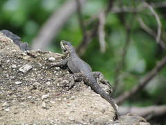 Sceloporus dugesii