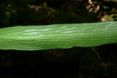 Antrophyum novae-caledoniae