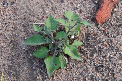 Solanum nigrum