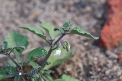 Solanum nigrum