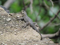 Sceloporus dugesii