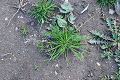 Poa annua