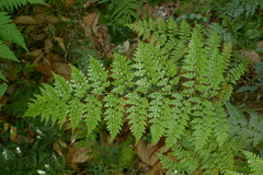 Asplenium laserpitiifolium