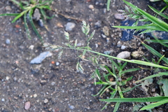 Poa annua