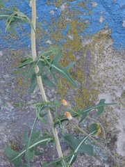 Lactuca serriola