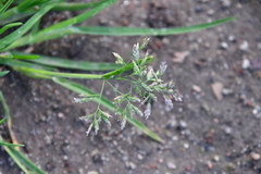 Poa annua
