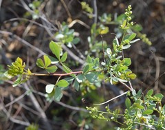 Searsia zeyheri