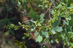Searsia zeyheri