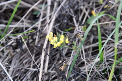 Medicago falcata