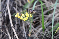 Medicago falcata