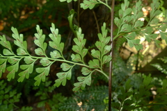 Asplenium laserpitiifolium
