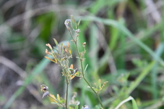 Medicago falcata