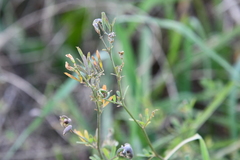 Medicago falcata