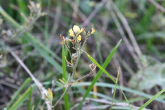 Medicago falcata